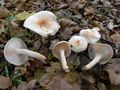 Hygrophorus lindtneri